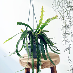 沖縄産】252. エバーフレッシュ 曲がり 8号鉢 観葉植物 大型 多肉植物