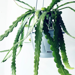 送料無料》エバーフレッシュ 5号鉢 40cm 観葉植物 多肉植物 calm cafe