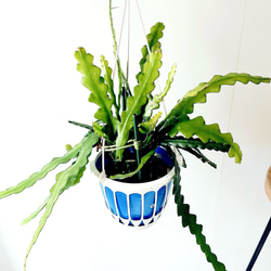 希少》フペルジア スワンテイル ハンギング 観葉植物 calm cafe 多肉