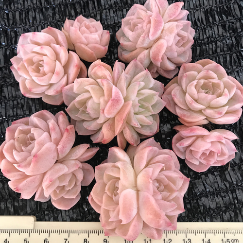 レア 多肉植物 エケベリア 桜ミルクキャンディ 2頭 1苗2980円