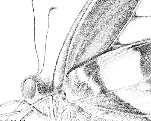 蝶 点描画 アオズジアゲハ ポストカード イラスト Kyon 通販 15375728