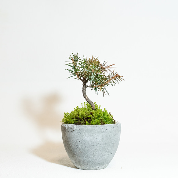 【ベランダで育てる鉢植え】トショウマツ×スナゴケの鉢植え／手のひらサイズのモルタル鉢／送料全国一律850円 2枚目の画像