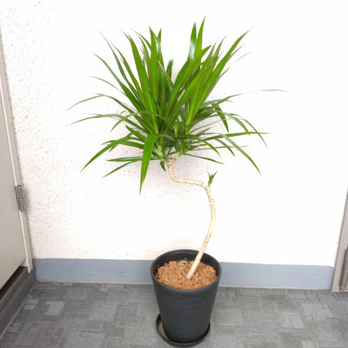 現品】希少種 ドラセナ【ナビー】 観葉植物 個性的樹形 高級セラアート