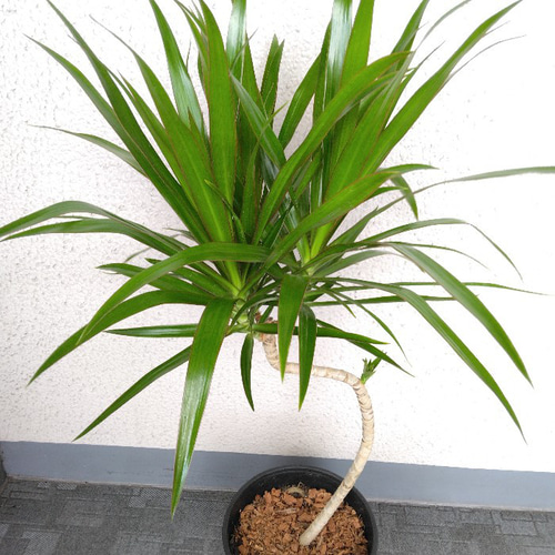 【超希少】 ドラセナオンベット コレクション苗 超希少】 ドラセナオンベット コレクション苗 観葉植物