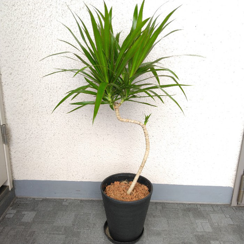 現品】希少種 ドラセナ【ナビー】 観葉植物 個性的樹形 高級セラアート