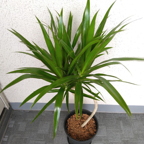 現品】希少種 ドラセナ【ナビー】 観葉植物 個性的樹形 高級セラアート