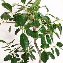 フランスゴムの木　人気　観葉植物　フィカスルビキノーサ　インドアグリーン　ギフト　グリーン 6枚目の画像