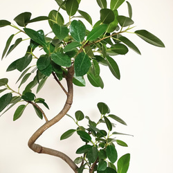 フランスゴムの木　人気　観葉植物　フィカスルビキノーサ　インドアグリーン　ギフト　グリーン 5枚目の画像