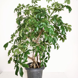 "シェフレラ・コンパクタ"　人気　観葉植物　ギフト　インドアプランツ シェフレラ 2枚目の画像