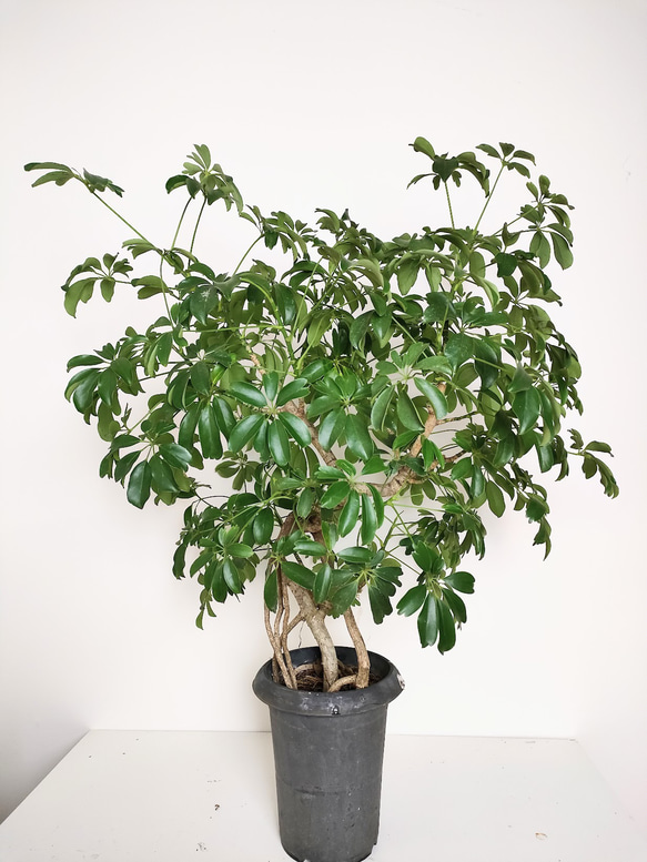 "シェフレラ・コンパクタ"　人気　観葉植物　ギフト　インドアプランツ シェフレラ 3枚目の画像