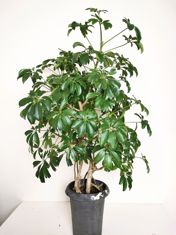 "シェフレラ・コンパクタ"　人気　観葉植物　ギフト　インドアプランツ シェフレラ 4枚目の画像