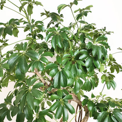 "シェフレラ・コンパクタ"　人気　観葉植物　ギフト　インドアプランツ シェフレラ 5枚目の画像
