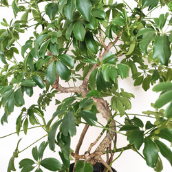 "シェフレラ・コンパクタ"　人気　観葉植物　ギフト　インドアプランツ シェフレラ 6枚目の画像