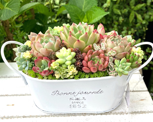 少し早めの母の日」多肉植物寄せ植えそのまま飾れる 白ポット 少し早めの母の日」多肉植物寄せ植えそのまま飾れる 白ポット
