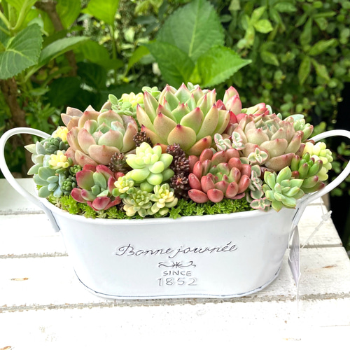 オーダー承ります 多肉植物寄せ植え そのまま飾れる ブーケ寄せ