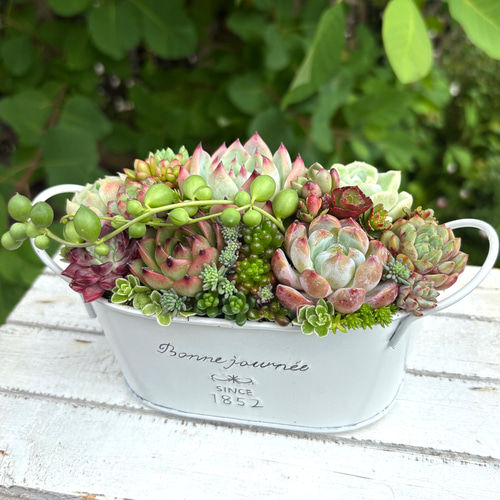 多肉植物 寄せ植えそのまま飾れる 白ポット取って付き おしゃれ