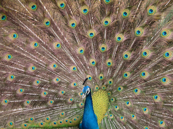 そよ風ストール☀鳥の羽モチーフ　☀︎オーガニックコットンストール　☀︎落ち着いた青色　☀︎ベンガラ染め　☀︎手染め 16枚目の画像