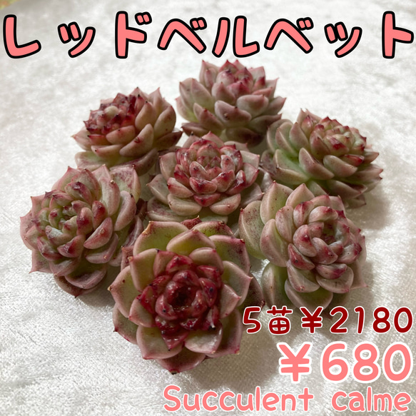 № 65☆レッドベルベット☆大人気！真ん中ジャム 韓国苗 多肉植物