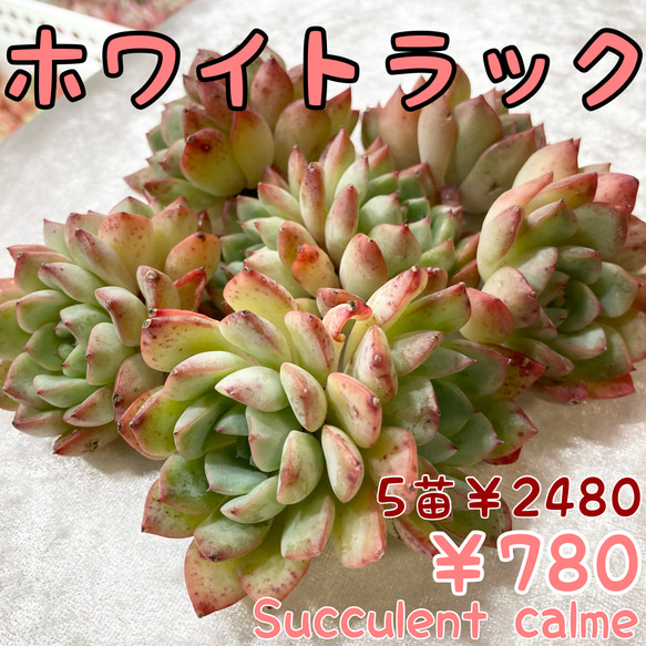 韓国苗 100苗ちびちゃん詰め合わせ！多肉植物 MIX苗 【多肉