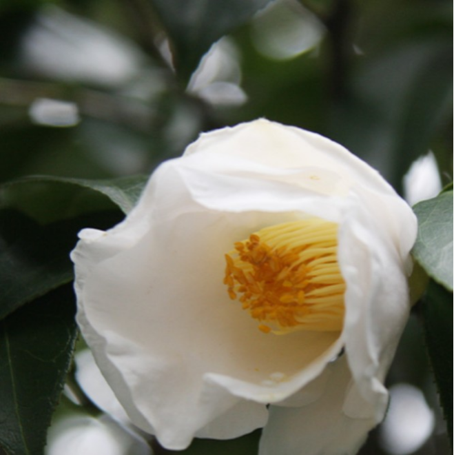 【 初嵐⠀】凛とした品のある椿 お正客からのお尋ねに臆することなくお答えできる 誇れる名初釜の1月ごろから開花始める