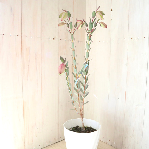 レア植物♡ピメレア フィソディス♡ウエディングベル♡5寸鉢♡ アート