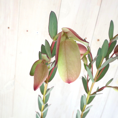 【メルカリ便　1カット】ピメレア　フィソディス「ウエディングベル①さし穂　希少 メルカリ便 1カット】ピメレア フィソディス「ウエディングベル①さし