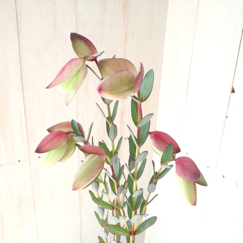 【メルカリ便　1カット】ピメレア　フィソディス「ウエディングベル①さし穂　希少 メルカリ便 1カット】ピメレア フィソディス「ウエディングベル①さし