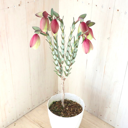 レア植物♡ピメレア フィソディス♡ウエディングベル♡5寸鉢♡ アート