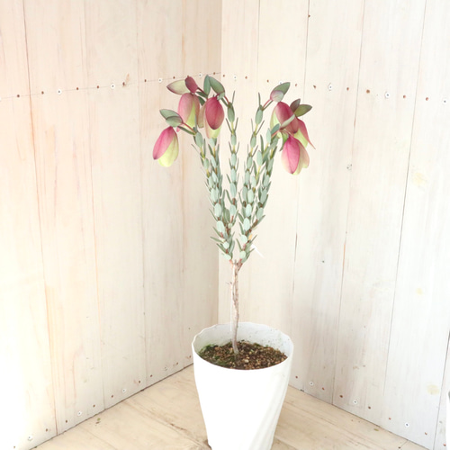 レア植物♡ピメレア フィソディス♡ウエディングベル♡5寸鉢♡ アート