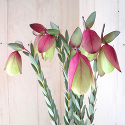 レア植物♡ピメレア フィソディス♡ウエディングベル♡5寸鉢♡ アート