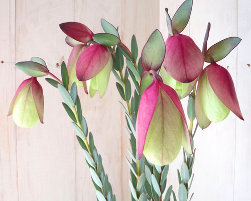 【メルカリ便　1カット】ピメレア　フィソディス「ウエディングベル①さし穂　希少 メルカリ便 1カット】ピメレア フィソディス「ウエディングベル①さし