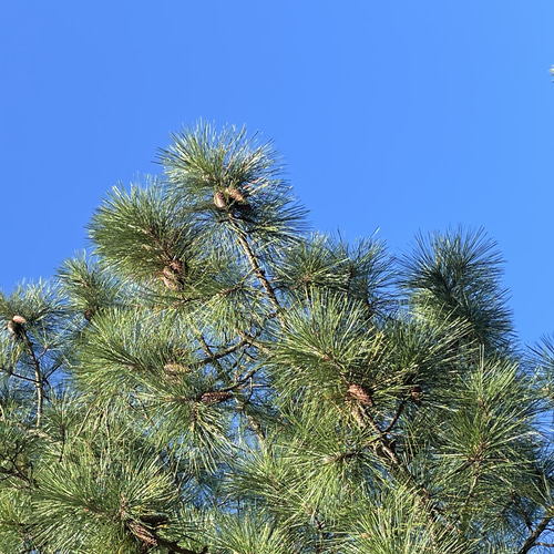 ￼ジャンボ松ぼっくり　その他 ジャンボ松ぼっくり 7個 その他素材 Karani 通販 15143002｜Creema