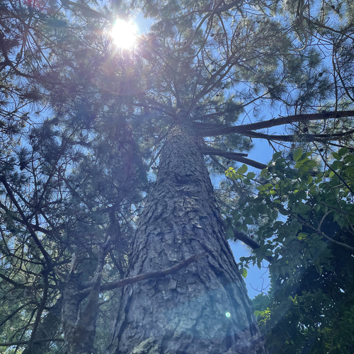 ジャンボ松ぼっくり 25個 その他素材 Karani 通販 15383059｜Creema