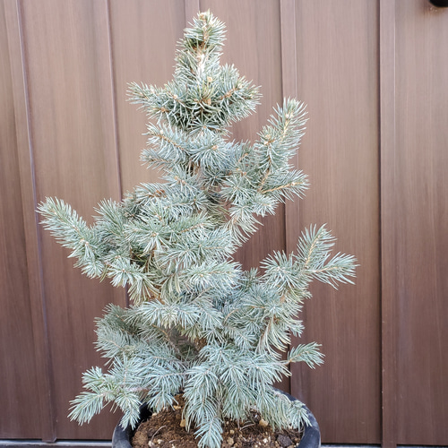 プンゲンストウヒ スーパーブルーシード ポット鉢植え 苗 庭木 その他