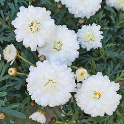 花苗 PW 八重咲き マーガレット シュガリースフレ 3.5号 多年草