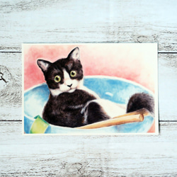 ポストカード猫パステル画３枚セット　〈保護猫カフェのやんちゃな子猫ちゃん達〉 3枚目の画像
