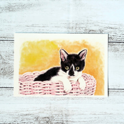 ポストカード猫パステル画３枚セット　〈保護猫カフェのやんちゃな子猫ちゃん達〉 2枚目の画像