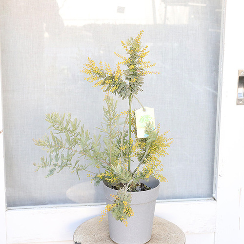 常緑苗木 ミモザ アカシア 花芽付き 5号 高さ50cm 花木 庭 玄関
