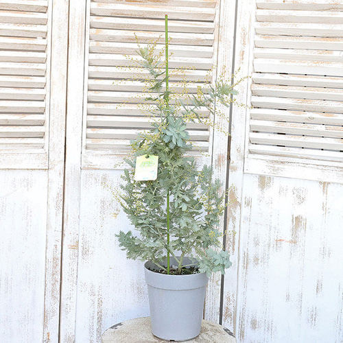 常緑苗木 ミモザ アカシア 花芽付き 5号 高さ50cm 花木 庭 玄関