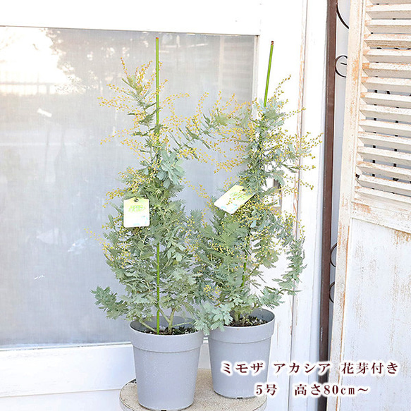 常緑苗木 ミモザ アカシア 花芽付き 5号 高さ50cm 花木 庭 玄関 常緑苗木 ミモザ アカシア 花芽付き 5号 高さ50cm 花木 庭 玄関