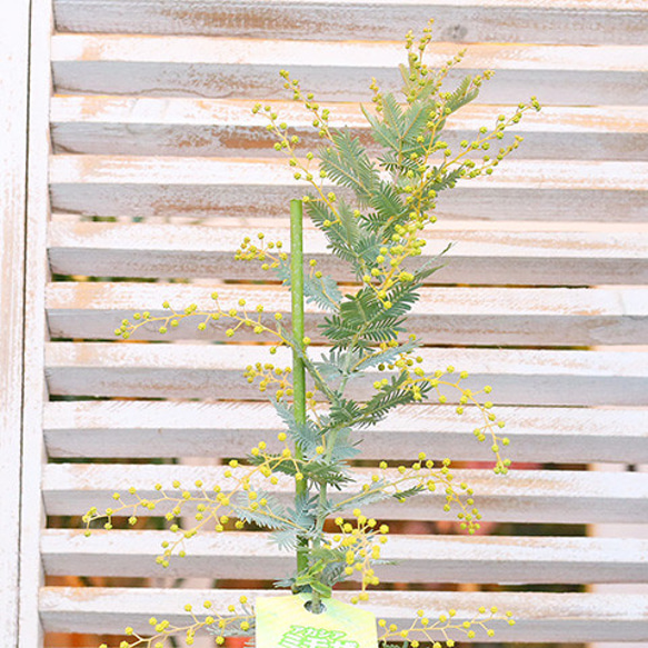 送料無料常緑木 ミモザ アカシア 花芽付き 5号 庭 玄関 庭木 植木 鉢植え シンボルツリー  おしゃれ 人気 10枚目の画像