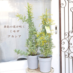 送料無料 現品販売 常緑苗木 花芽付き アカシア カルトリフォラミス