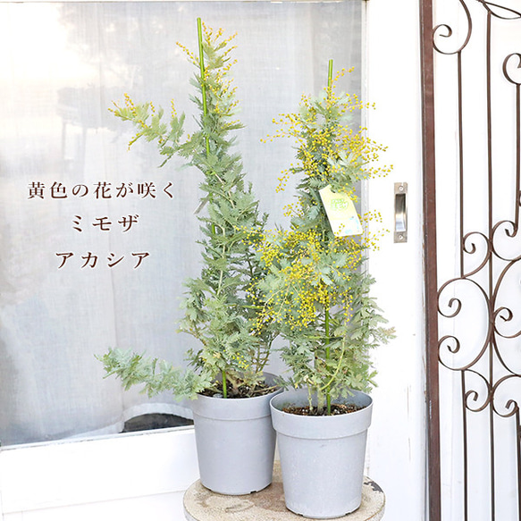 常緑苗木 ミモザ アカシア 花芽付き 5号 高さ80cm ミモザ 黄色い花