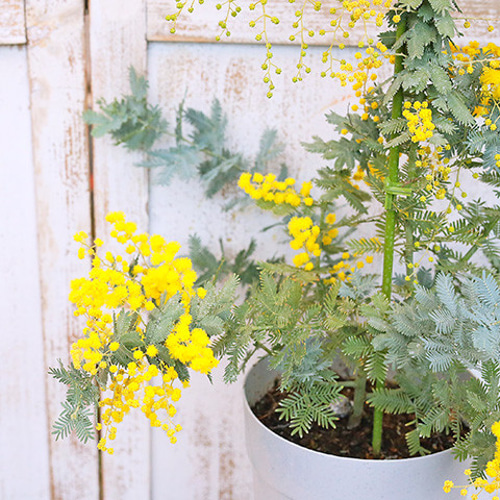 常緑苗木 ミモザ アカシア 花芽付き 5号 高さ80cm ミモザ 黄色い花