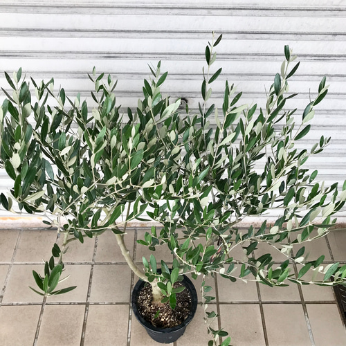 オリーブ の木 souju ミッション 7号 6-51 その他インテリア雑貨