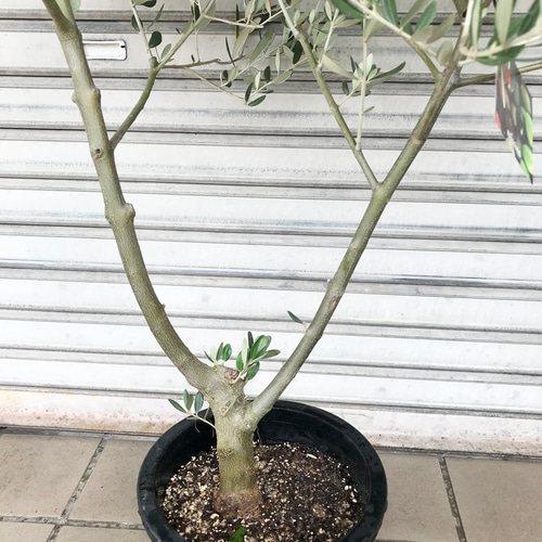 o*u様 オリーブの木,た植物/観葉植物ミッション『綺麗な樹形。全長約