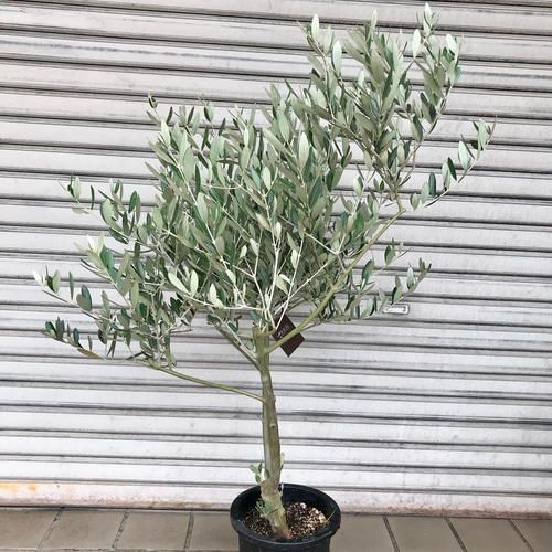 オリーブ の木 souju ミッション 7号 6-51 その他インテリア雑貨