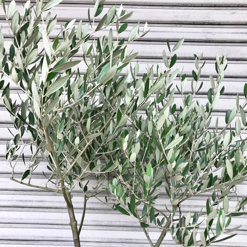 オリーブ の木 souju ミッション 7号 6-51 その他インテリア雑貨