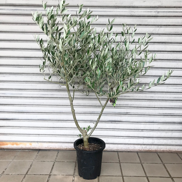 オリーブ の木 souju ミッション 7号 6-51 その他インテリア雑貨
