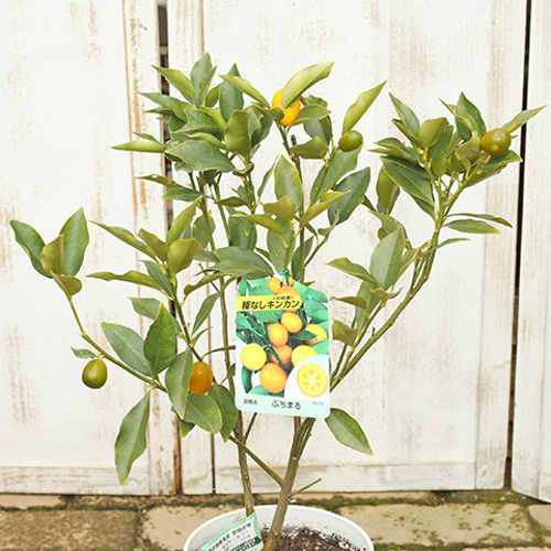 果樹苗木 種なし キンカン 金柑 【ぷちまる】 5号 70cm 接木苗 登録